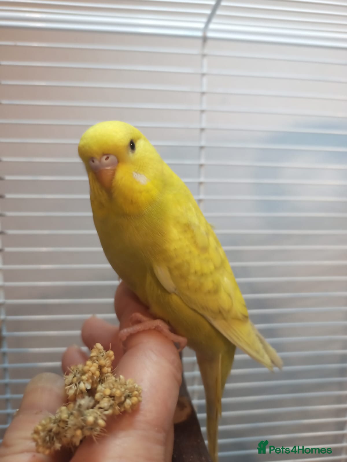 Budgerigars birds Superb home bred beautifully coloured baby budgies - Advert 2