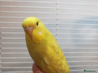 Budgerigars birds Superb home bred beautifully coloured baby budgies - Advert 2