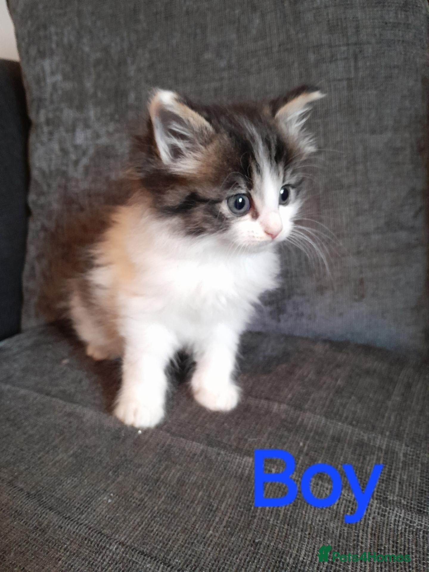 Mixed Breed cats for sale: Beautiful 8 week old kittens for sale - Advert 2