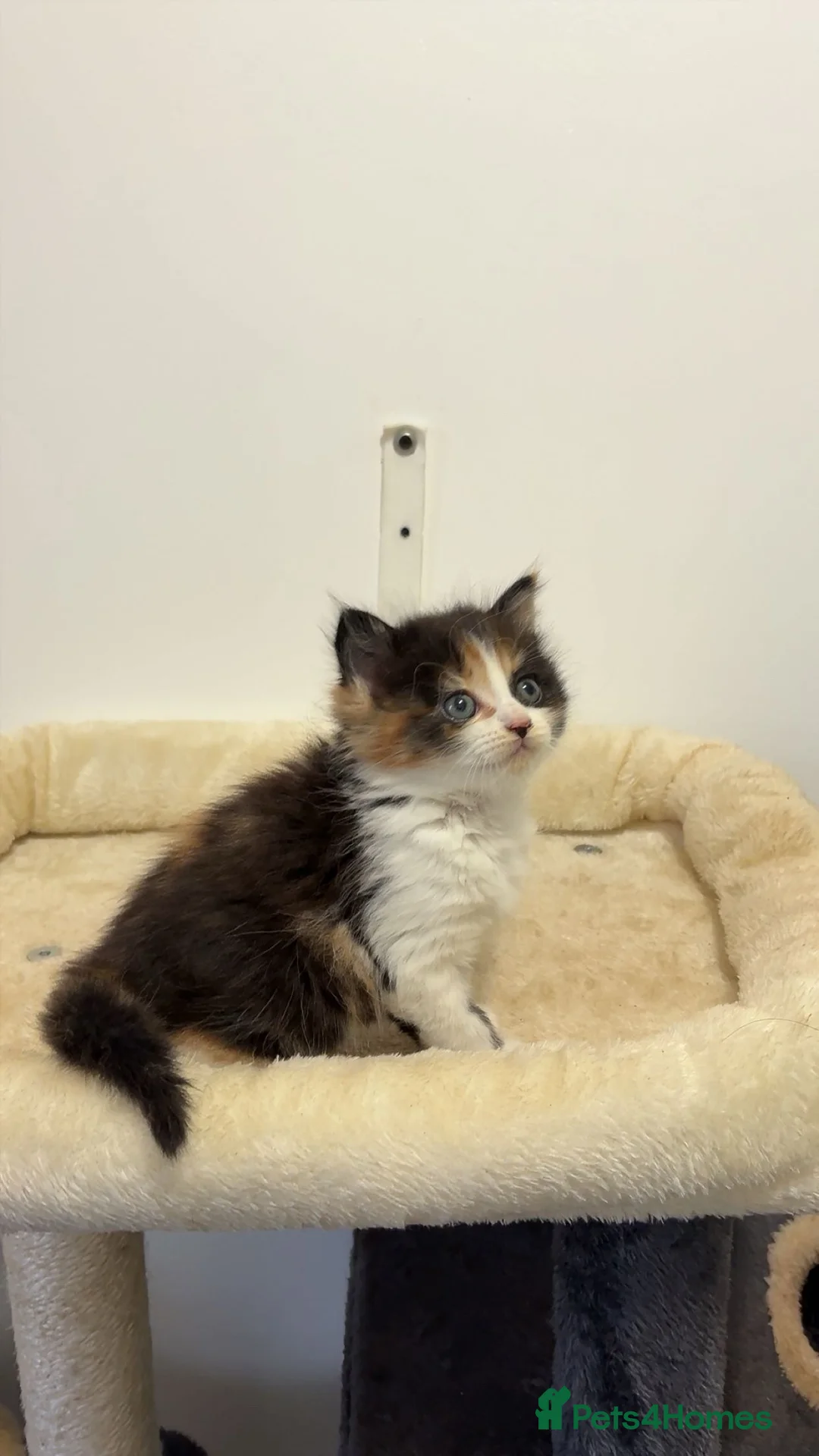 Mixed Breed cats for sale: x4 Mixed breed kittens - Ready to leave! - Advert 14