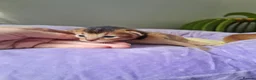 Abyssinian cats for sale: One beautiful Abyssinian boy - Advert 19