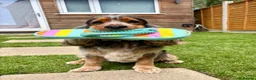 Cocker Spaniel dogs for stud: MALE COCKER SPANIEL STUD - Advert 4