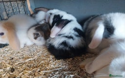 Mini Lop rabbits for sale: Mini lop rabbits  - Image 13