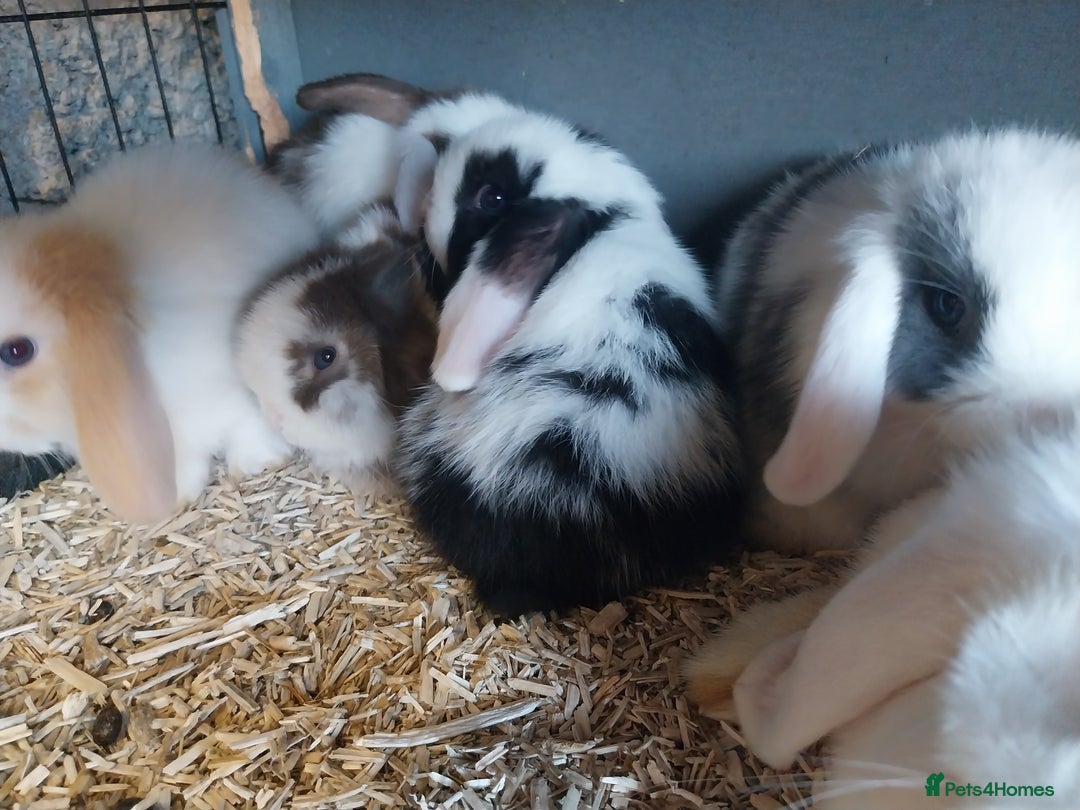 Mini Lop rabbits for sale: Mini lop rabbits  - Image 13
