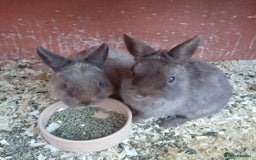 Netherland Dwarf rabbits for sale: Netherland dwarf rabbit  - Image 4