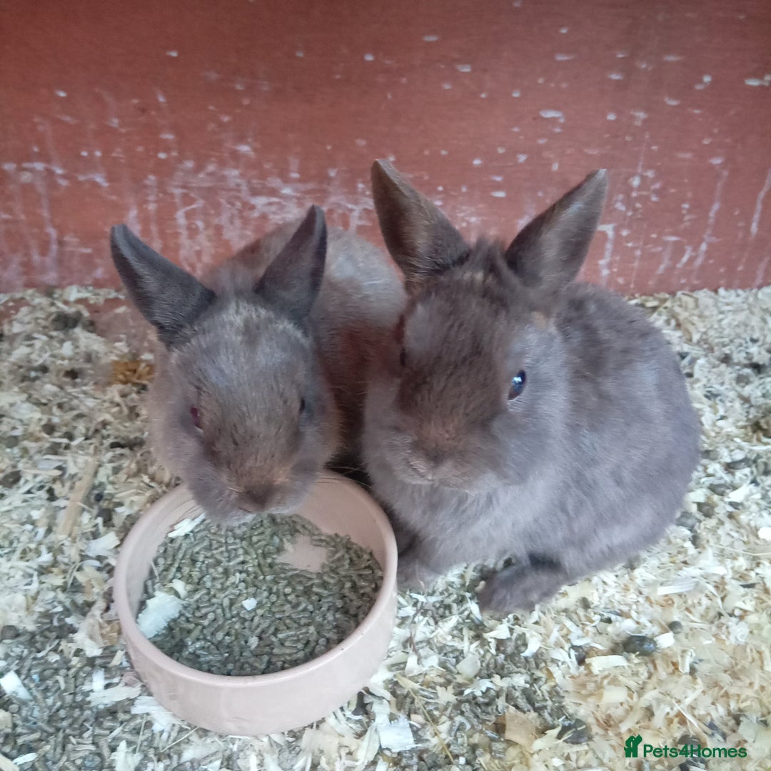 Netherland Dwarf rabbits for sale: Netherland dwarf rabbit  - Image 4