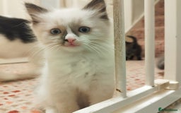 Ragdoll cats for sale: 5 ADORABLE RAGDOLL X KITTENS FOR SALE - Image 27