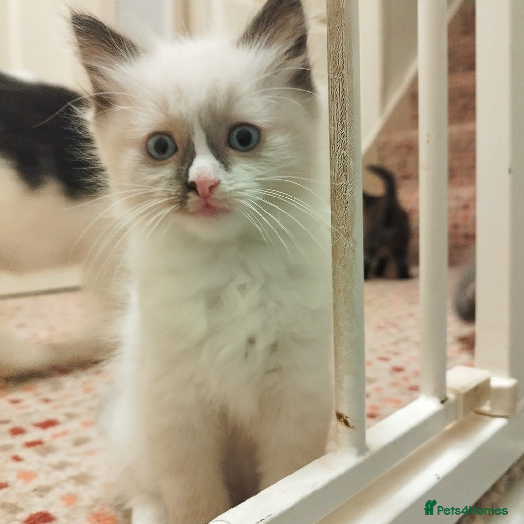Ragdoll cats for sale: 5 ADORABLE RAGDOLL X KITTENS FOR SALE - Image 27