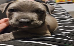 Staffordshire Bull Terrier dogs for sale: Shadow the staff for sale  - Image 7