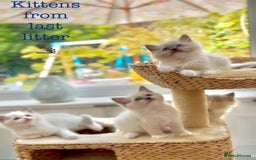 Ragdoll cats for sale: GCCF Registered. Grand Champion Bloodlines. - Image 9