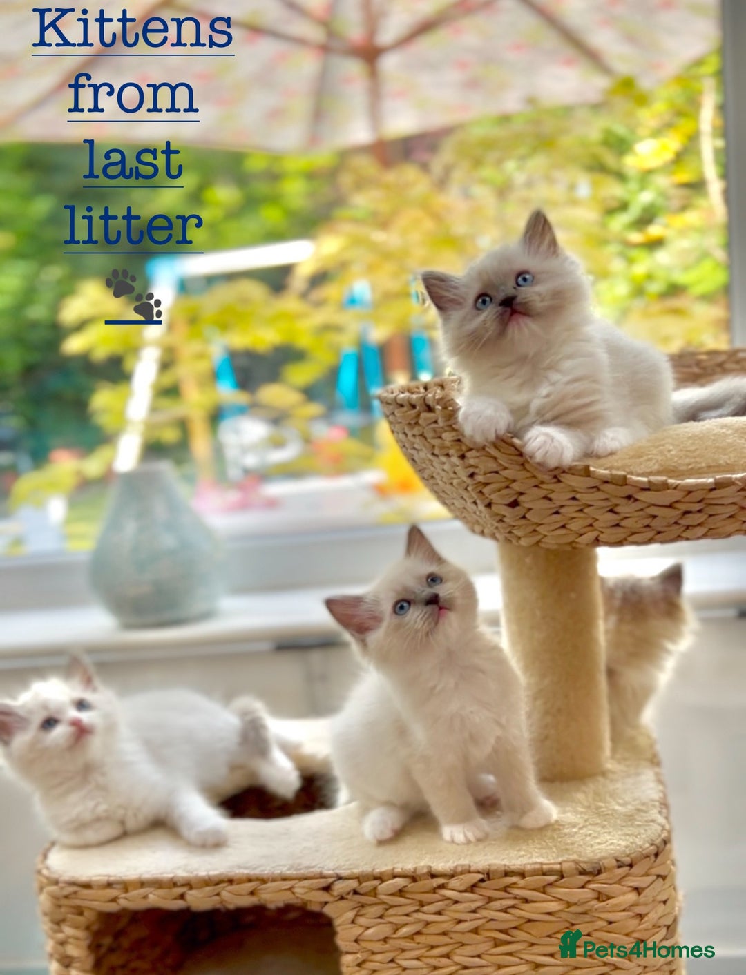 Ragdoll cats for sale: GCCF Registered. Grand Champion Bloodlines. - Image 9