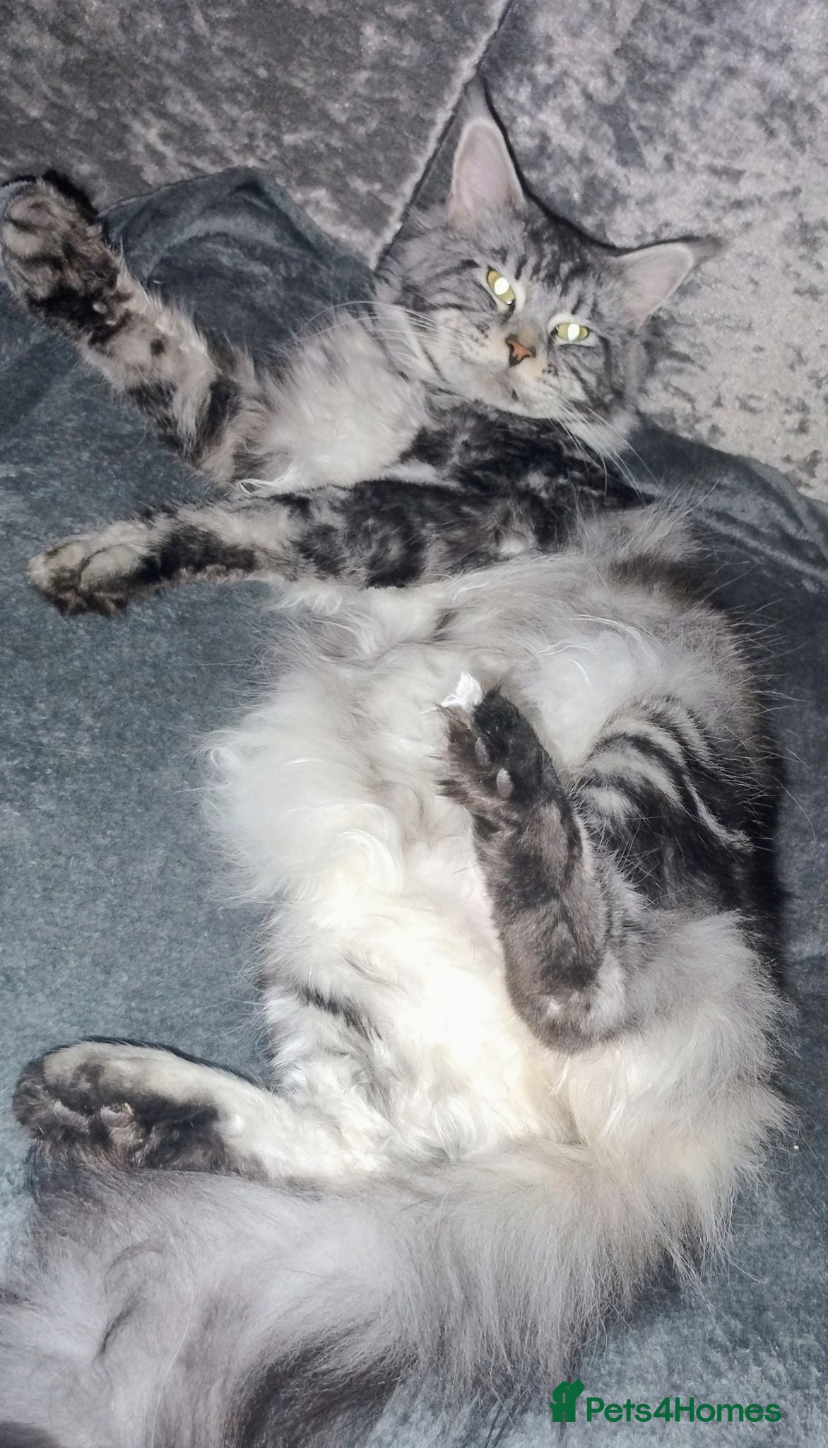 Maine Coon cats Male maine coon needs forever homen - Advert 1