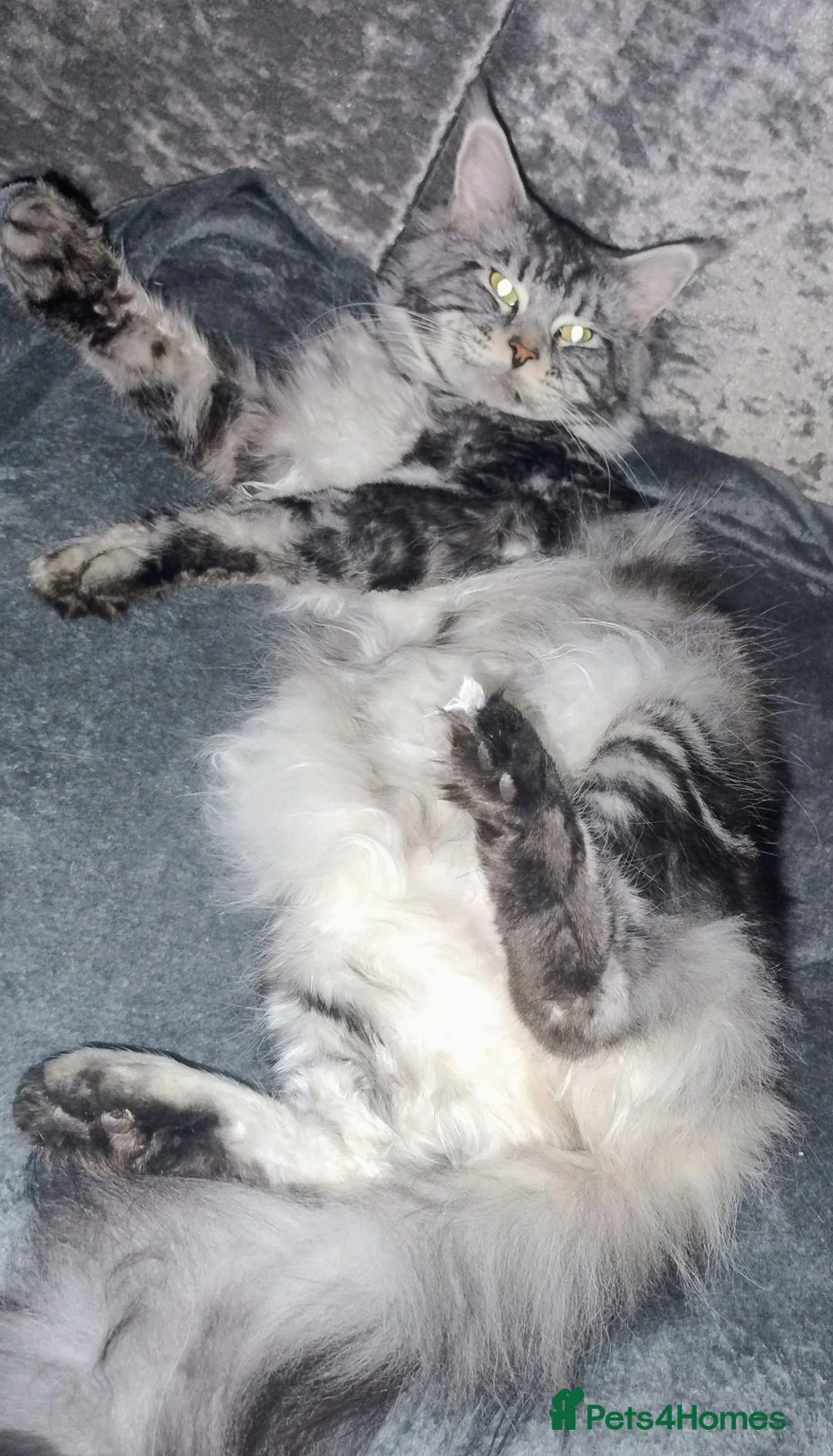 Maine Coon cats for sale: Male maine coon needs forever home - Advert 1