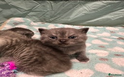 British Shorthair cats for sale: GORGEOUS BSH KITTENS in Oldham - Image 18