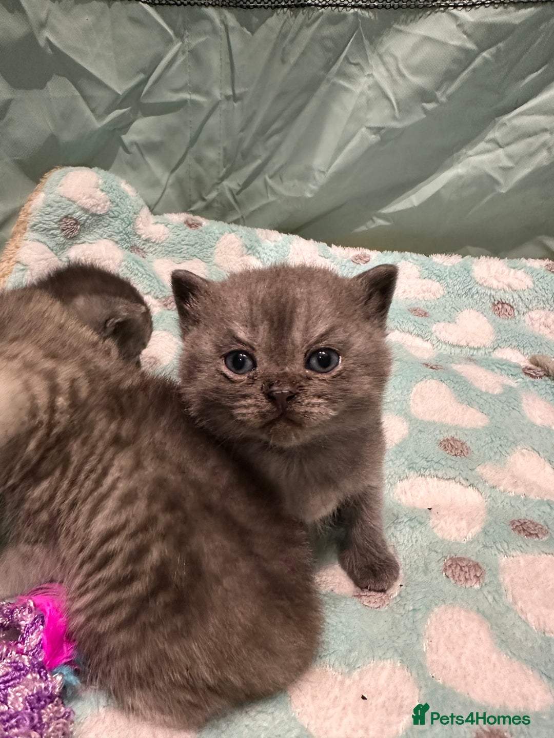 British Shorthair cats for sale: GORGEOUS BSH KITTENS in Oldham - Image 18