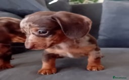 Miniature Dachshund dogs for sale: *READY TO GO* Miniature Daschund Puppies - Image 27