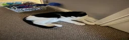 Mixed Breed cats for sale: Brother and sister rehoming  in Ashby-de-la-Zouch - Advert 11