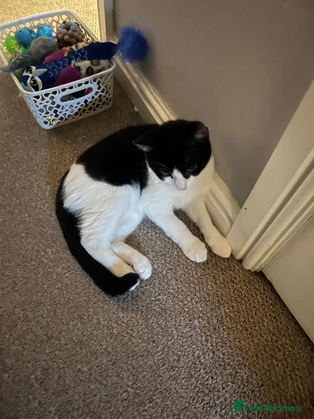 Mixed Breed cats for sale: Brother and sister rehoming  in Ashby-de-la-Zouch - Advert 11
