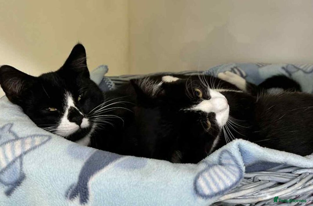 Domestic Shorthair cats for adoption: Cosmo & Mojito - Advert 3