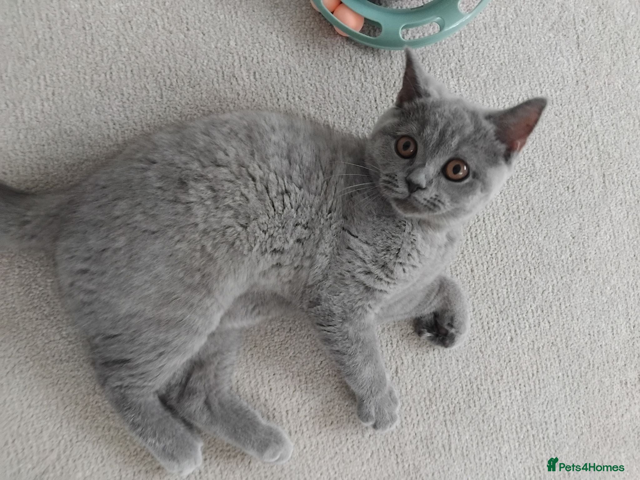 British Shorthair cats Female british shorthair kitten - Advert 2