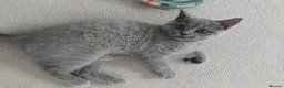 British Shorthair cats for sale: Female british shorthair kitten - Advert 1