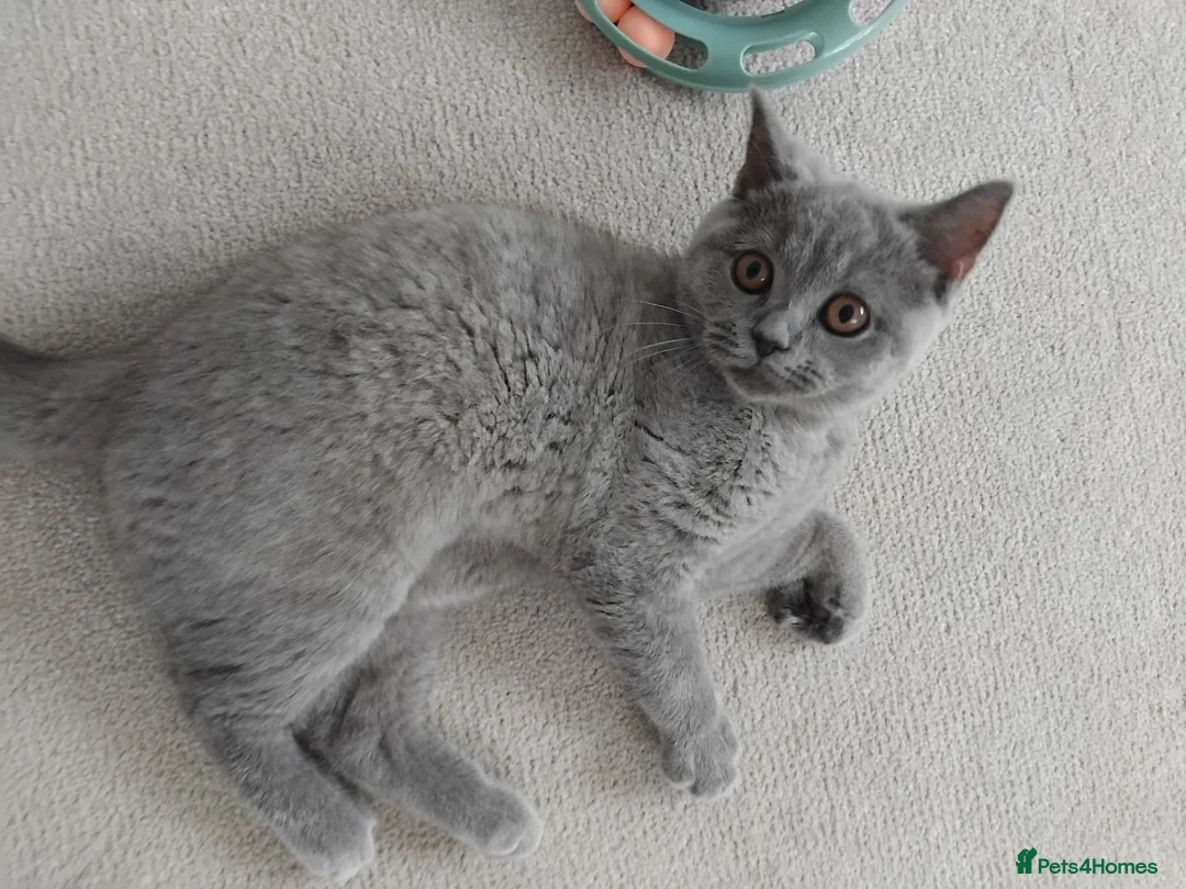 British Shorthair cats for sale: Female british shorthair kitten - Advert 1