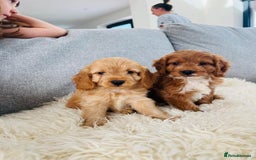 Cockapoo dogs for sale: Beautiful F1 Red/Golden Cockapoo Puppies - Image 10