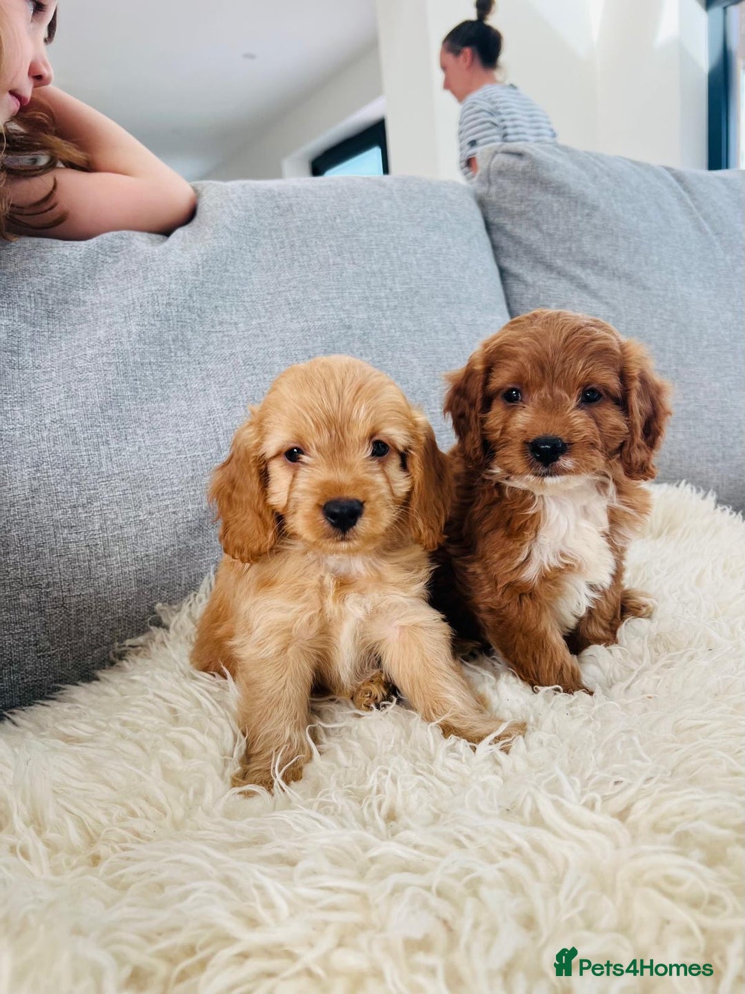 Cockapoo dogs for sale: Beautiful F1 Red/Golden Cockapoo Puppies - Image 10
