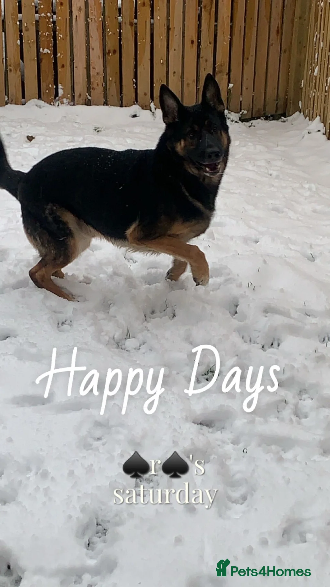 German Shepherd dogs for sale: German shepherd 6 year old male - Advert 3