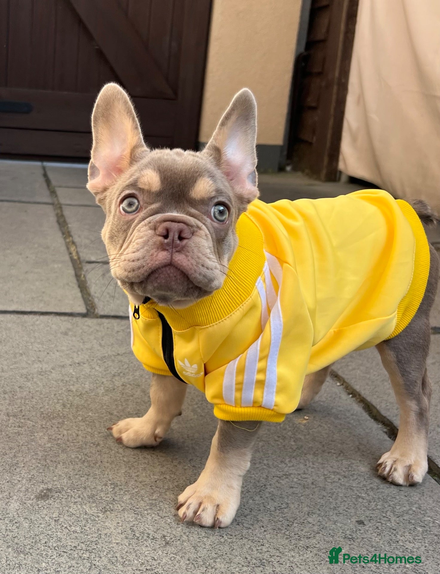 French Bulldog dogs KC French bulldog puppy  - Advert 2