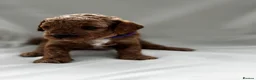 Mixed Breed dogs for sale: 🐾 Beautiful Cavapoochon × Cavapoo Puppies 🐾 - Advert 10