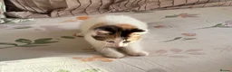 Ragdoll cats for sale: Fluffy Ragdoll-Mix Kitten  - Advert 6