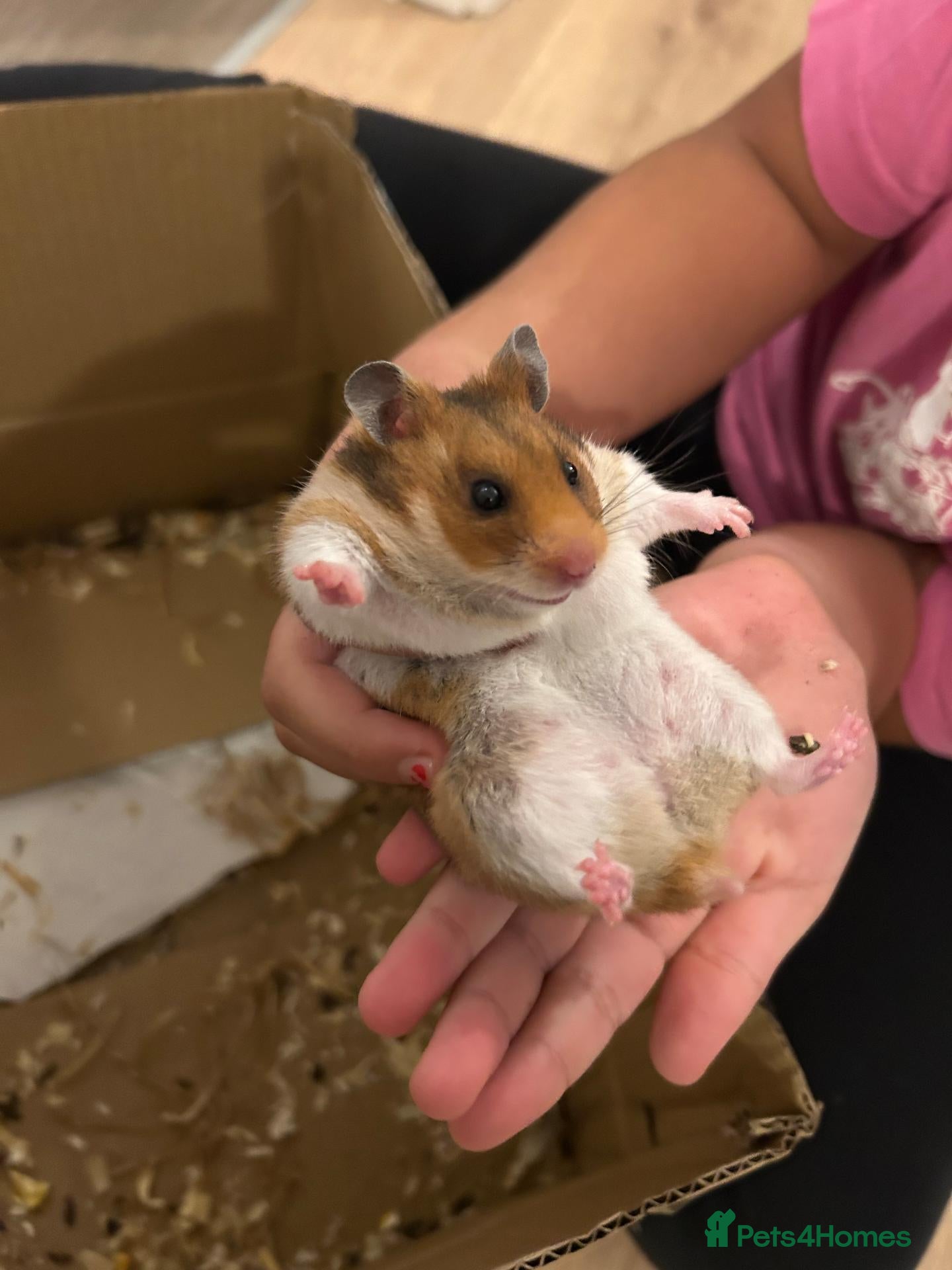 Hamster rodents Female Hamster with Full Setup - Advert 1