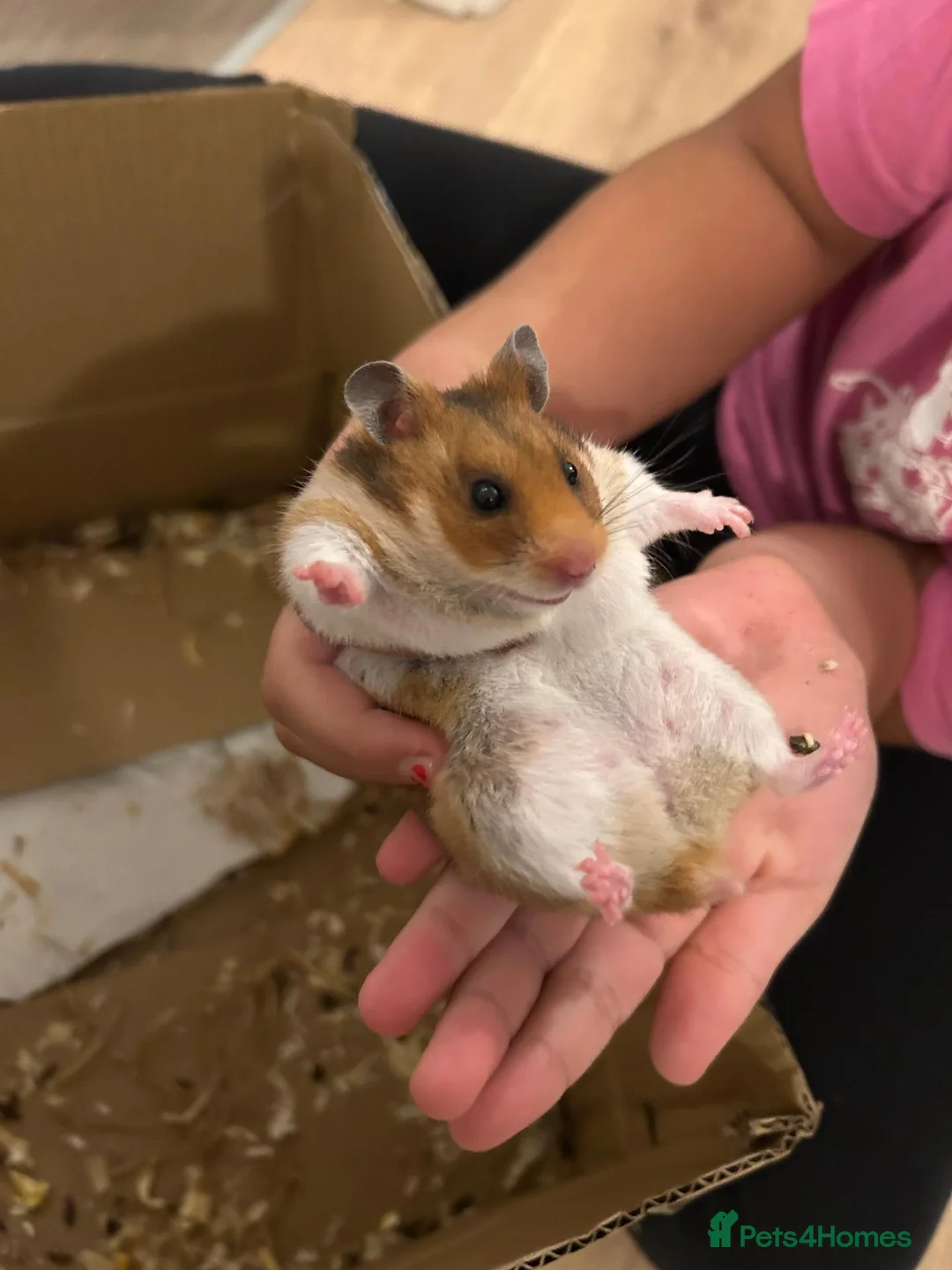 Hamster rodents for sale: Female Hamster with Full Setup in Reading - Advert 1