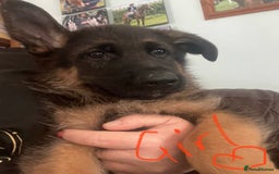 German Shepherd dogs for sale: German Shepherd pups KCRegistered/hip&elbow scored - Image 19