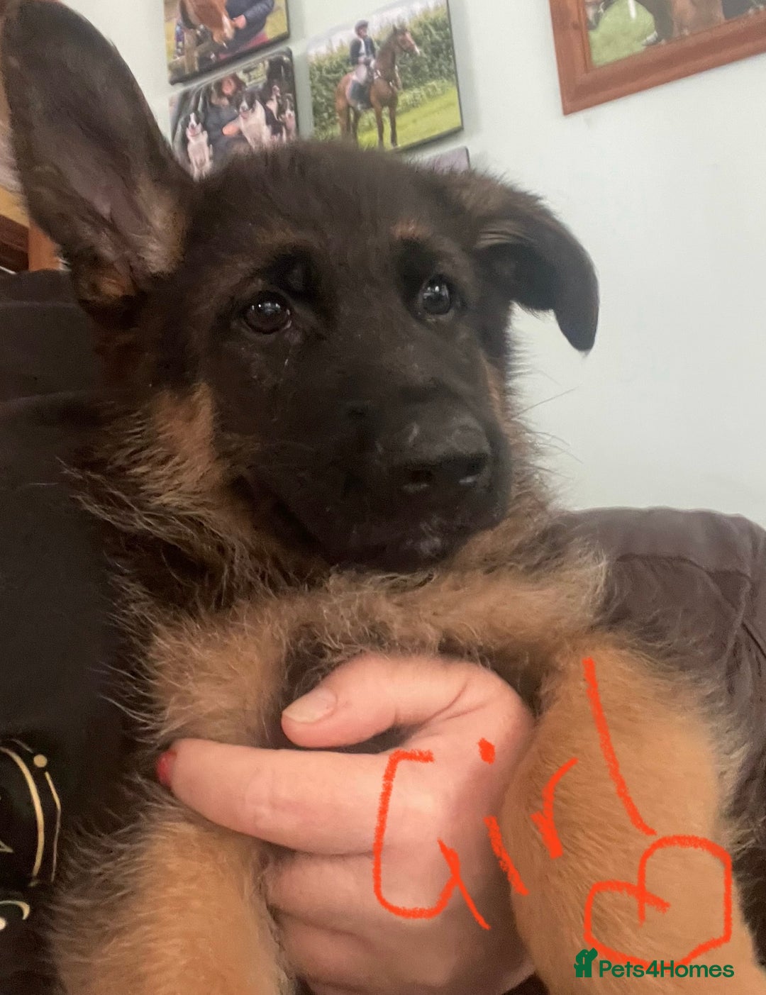 German Shepherd dogs for sale: German Shepherd pups KCRegistered/hip&elbow scored - Image 19