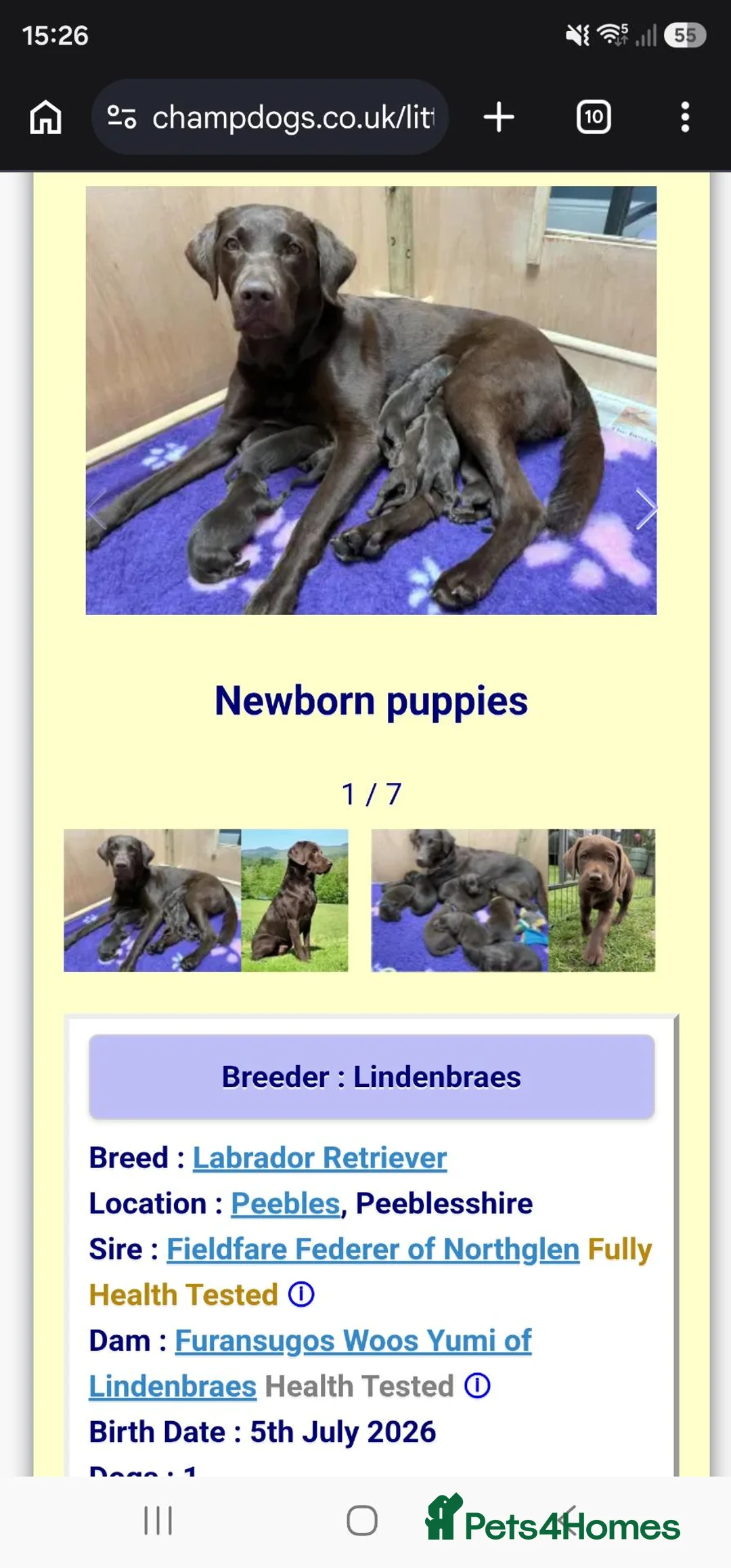 Labrador Retriever dogs for sale: Chocolate labrador puppy 🍫🐾  - Advert 2