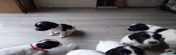 English Springer Spaniel dogs for sale: 7 x English Springer Spaniel puppies for sale - Advert 20