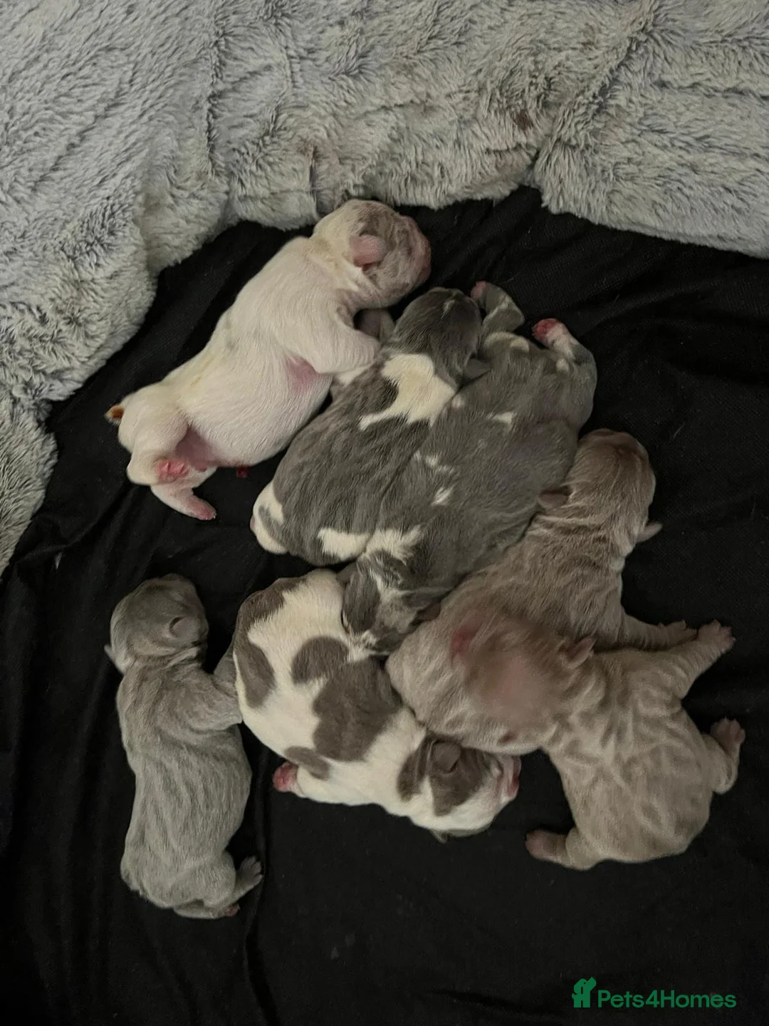 French Bulldog dogs for stud: VEGAS- new shade Isabella & tan Merle  in Southampton - Advert 16