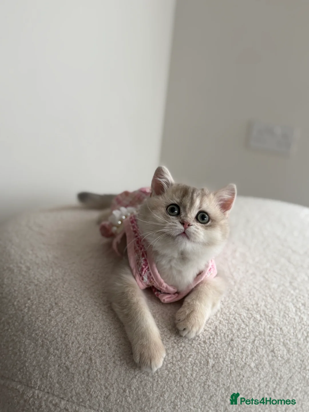 British Shorthair cats for sale: Blue Golden British Shorthair kitty - Advert 17