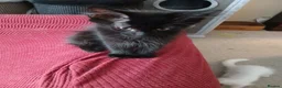 Maine Coon cats for sale: Maine Coon Kittens for Sale - Advert 13