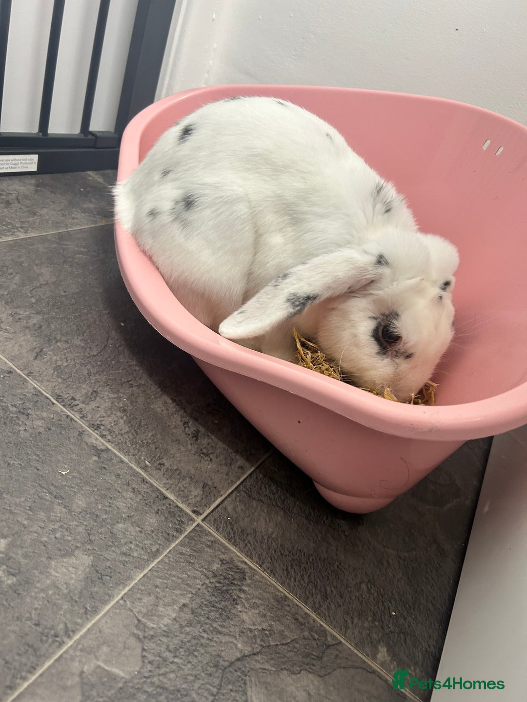 English Lop rabbits for sale: 8 month old male bunny  - Image 2