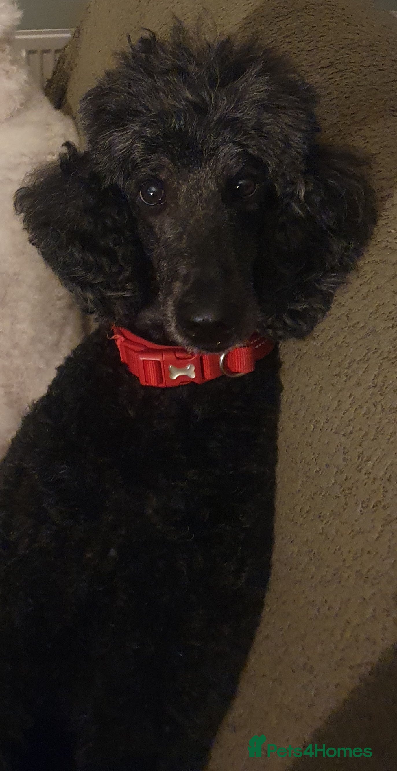 Standard Poodle dogs KC Standard poodles puppies from Champion lines - Advert 13