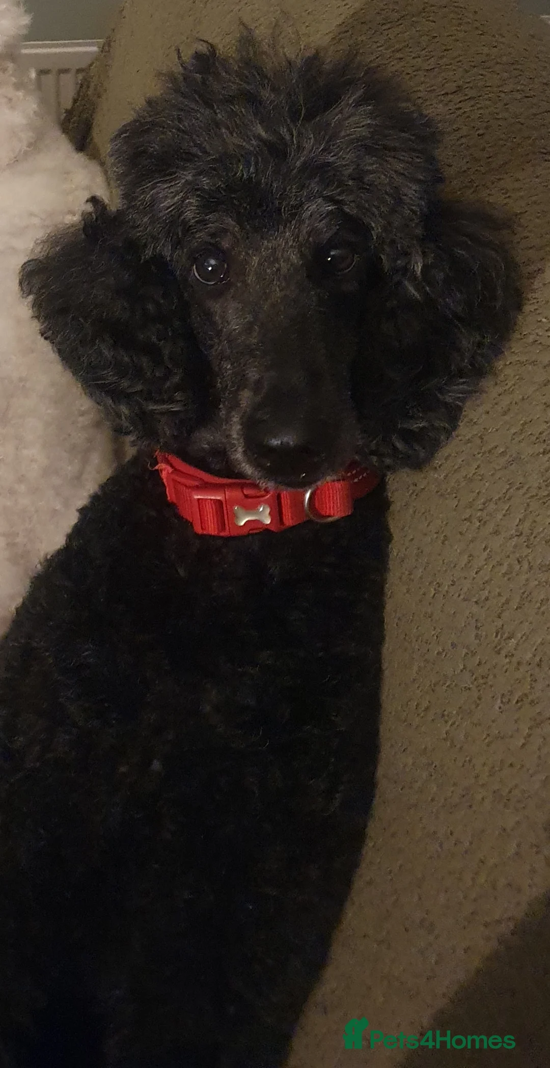 Standard Poodle dogs for sale: KC Standard poodles puppies from Champion lines - Advert 4