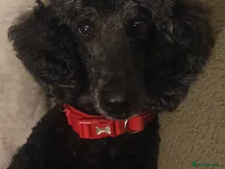 Standard Poodle dogs KC Standard poodles puppies from Champion lines - Advert 13