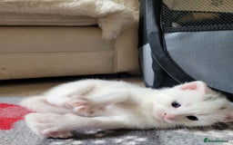 Mixed Breed cats for sale: Adorable White/Tabby Kittens Looking for Homes! 🐾 - Image 2