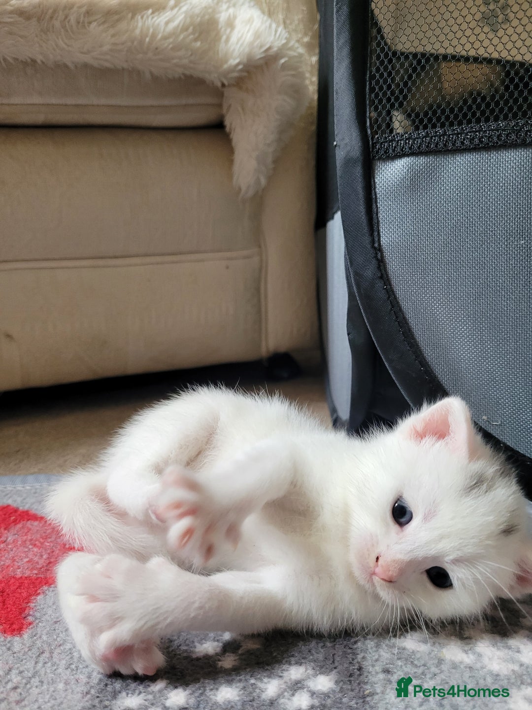 Mixed Breed cats for sale: Adorable White/Tabby Kittens Looking for Homes! 🐾 - Image 2