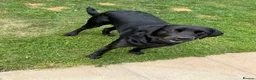 Labrador Retriever dogs for sale: Black Labrador Retriever in Alfreton - Advert 2