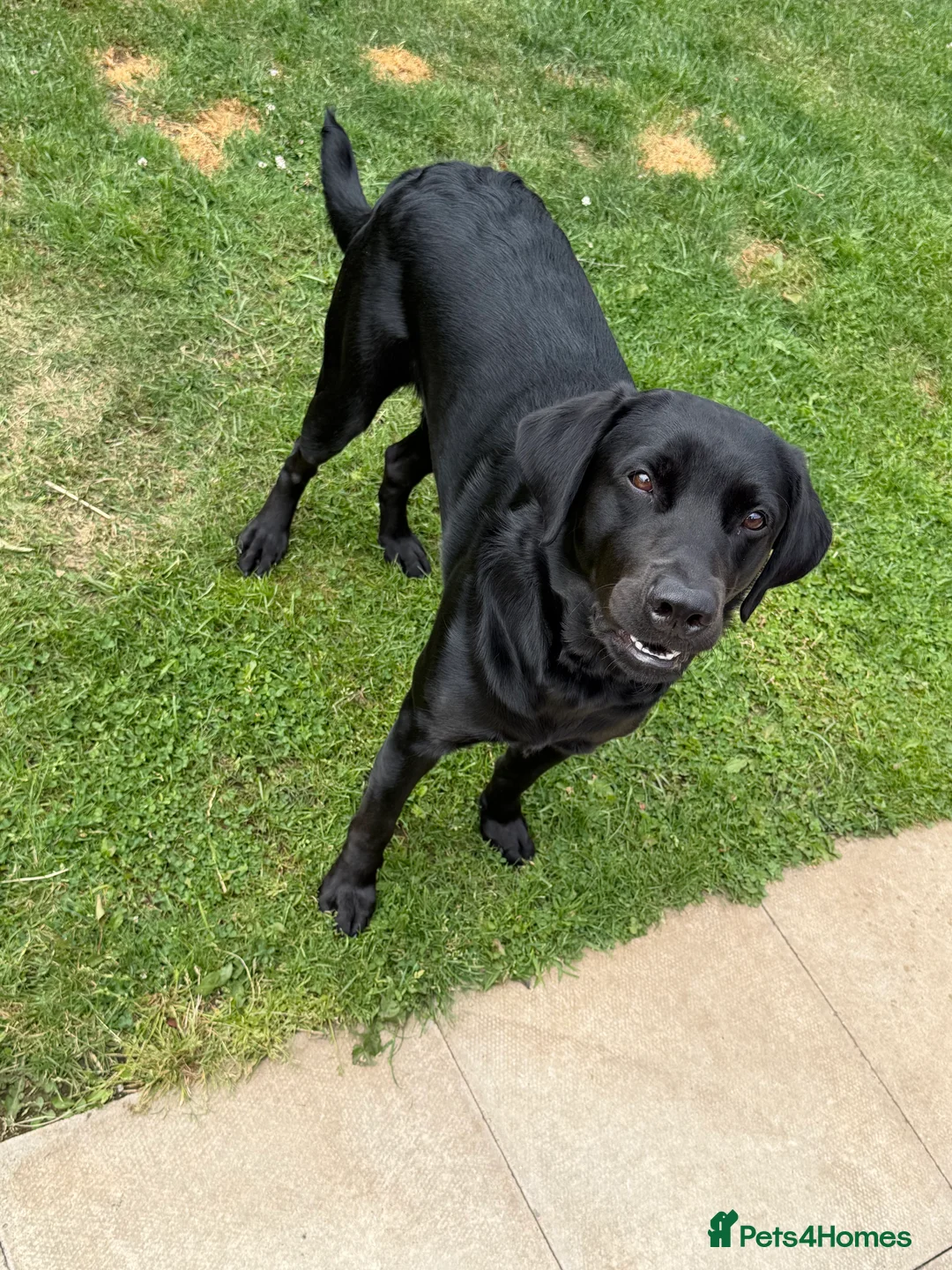 Labrador Retriever dogs for sale: Black Labrador Retriever in Alfreton - Advert 2