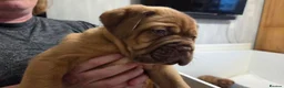 Dogue De Bordeaux dogs for sale: Dogue Du Bordeaux Puppies for Sale - Advert 14